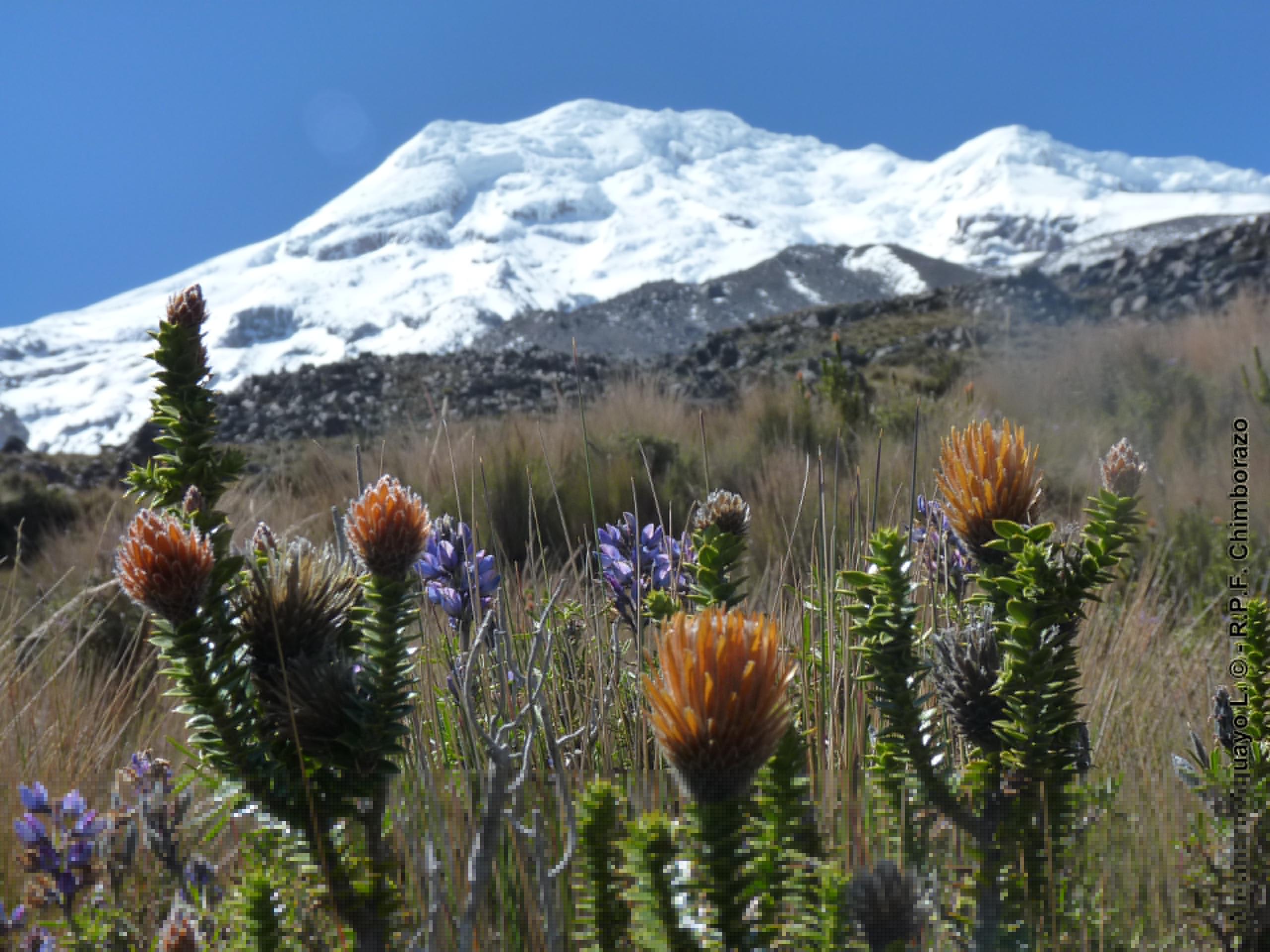 Chimborazo