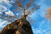 Arbol